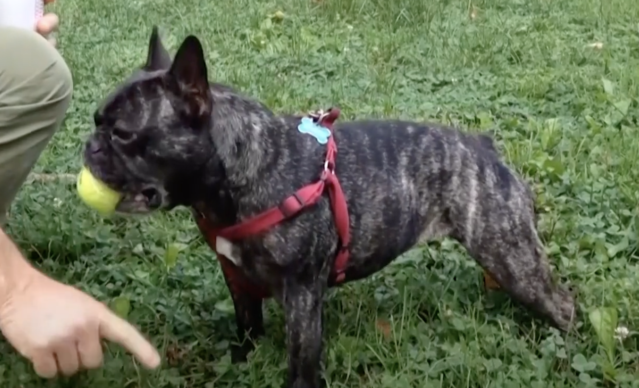 Beloved and debated, French bulldog becomes top US dog breed - Vimarsana News